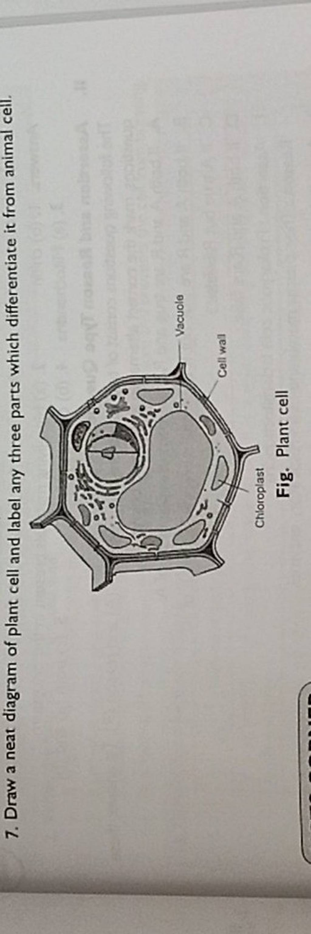 draw-a-neat-diagram-of-plant-cell-and-label-any-three-parts-which