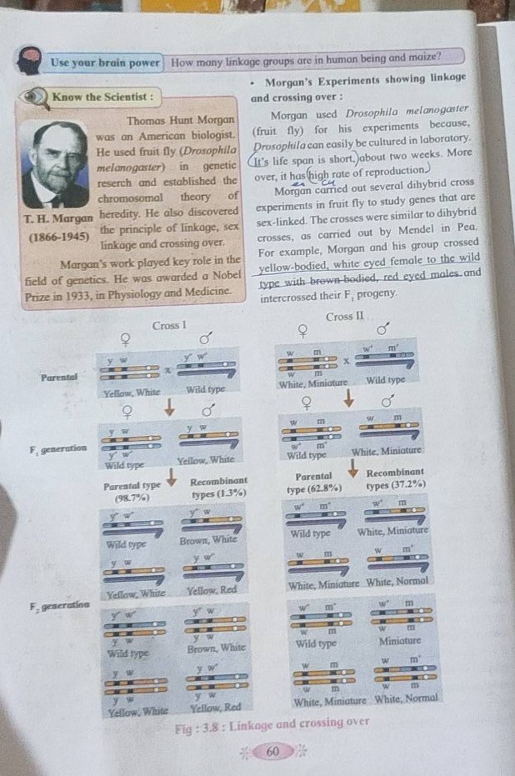 Use your brain power How many linkage groups are in human being and maize..