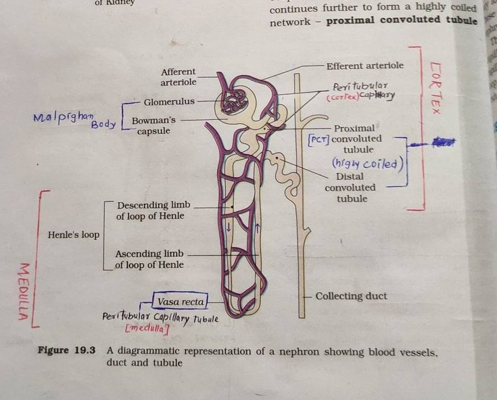 continues further to form a highly coiled network - proximal convoluted t..