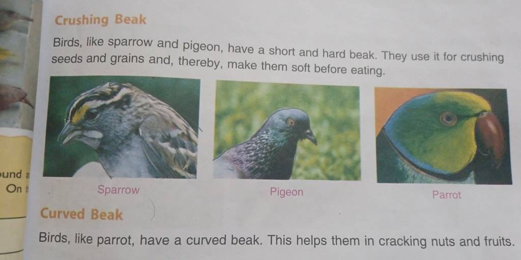 Crushing Beak Birds, like sparrow and pigeon, have a short and hard beak...