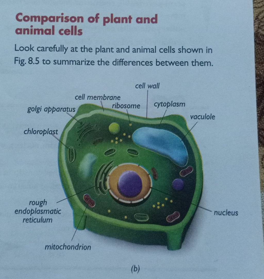 Comparison of plant and animal cells Look carefully at the plant and anim..