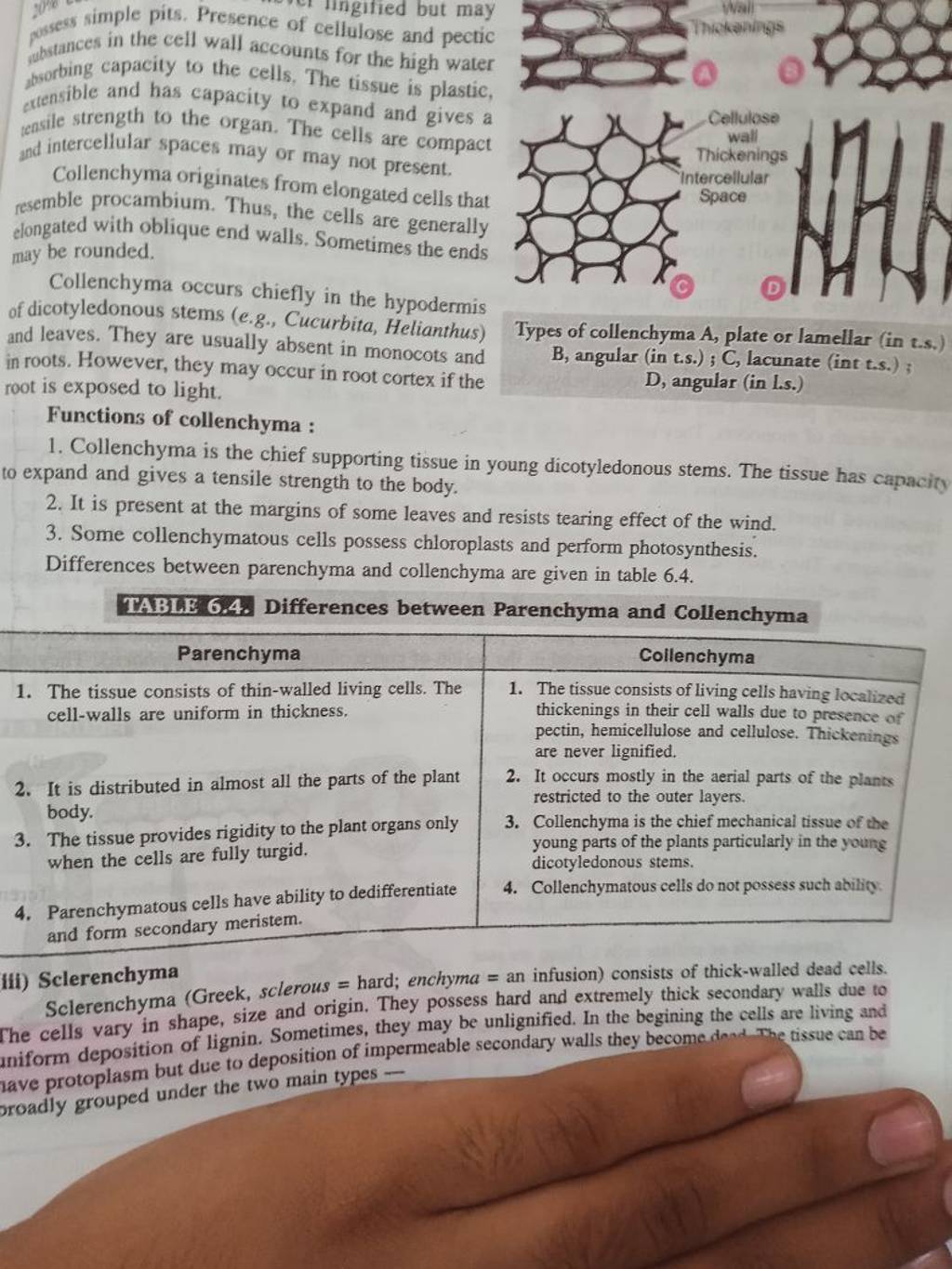 differences-between-parenchyma-and-collenchyma-are-given-in-table-6-4-ta