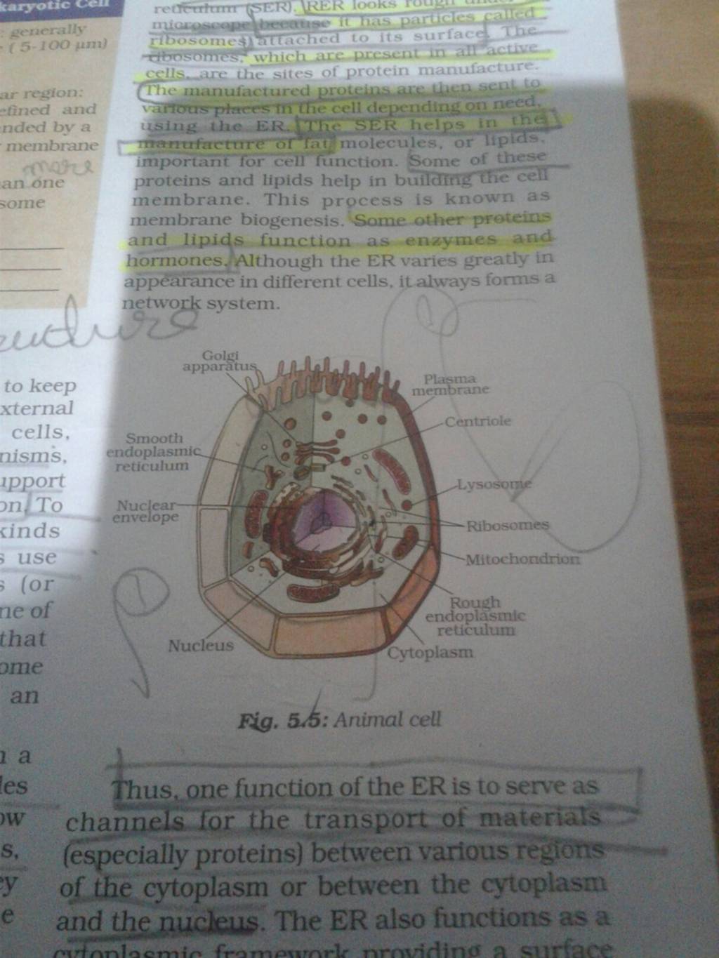 Fig. 5.5: Animal cell Thus, one function of the ER is to serve as channel..