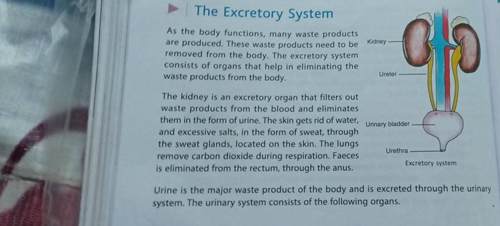 the-excretory-system-as-the-body-functions-many-waste-products-are-produ