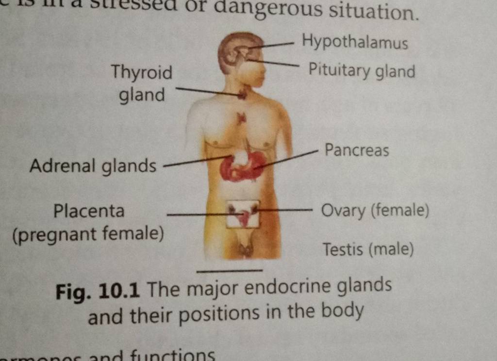 Fig 10 1 The Major Endocrine Glands And Their Positions In The Body