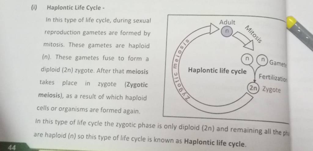 (i) Haplontic Life Cycle -
In this type of life cycle the zygotic phas