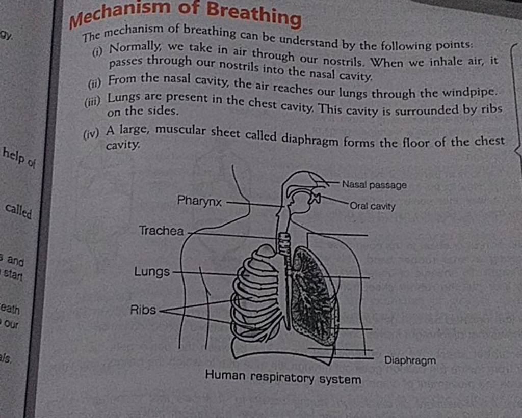 Mechanism of breathing the mechanism of breathing can be understand by th 