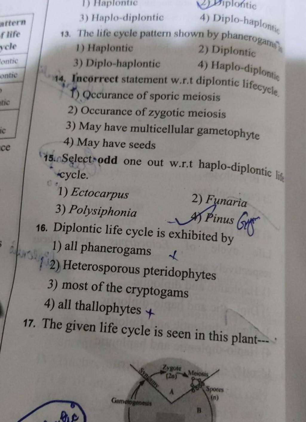 Diplontic life cycle is exhibited by Filo