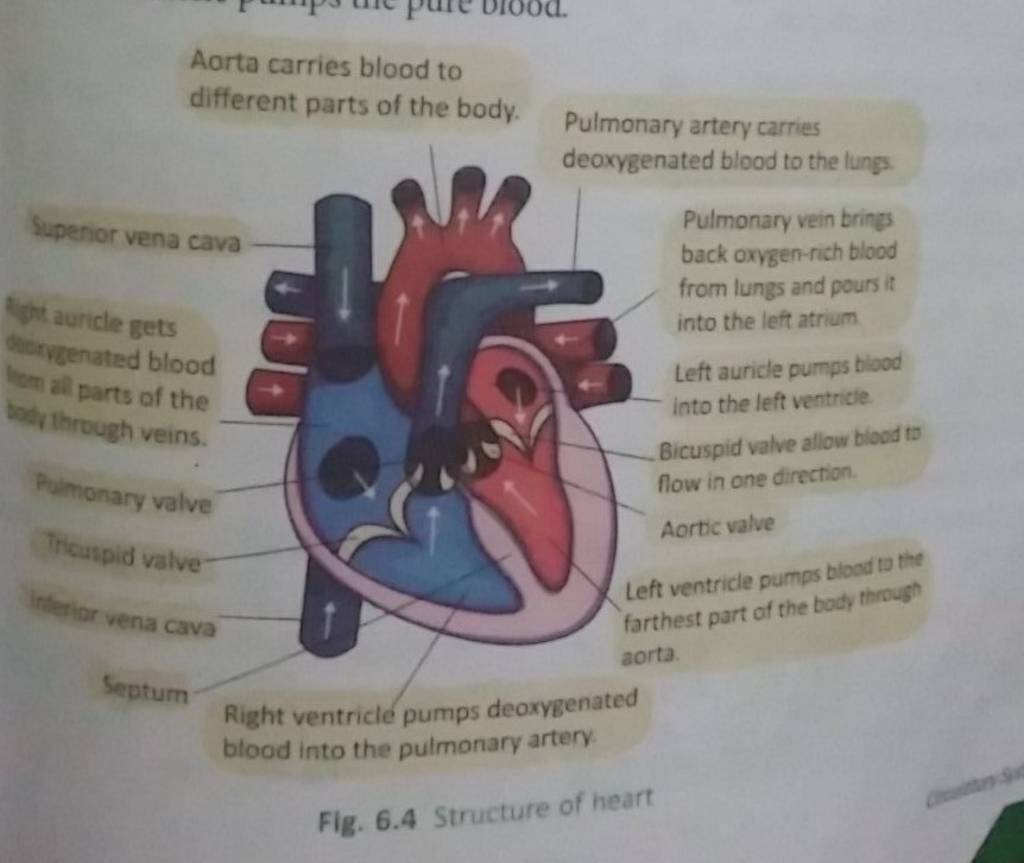 Aorta carries blood to different parts of the body. Pulmonary artery carr..