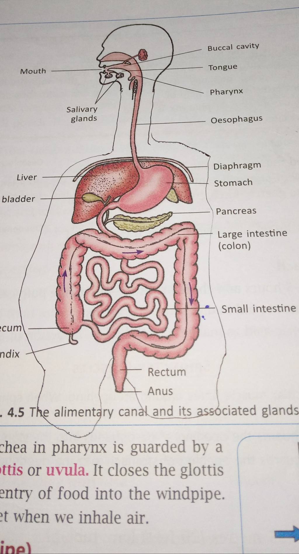 4.5 The alimentary canal and its associated glands chea in pharynx is gua..