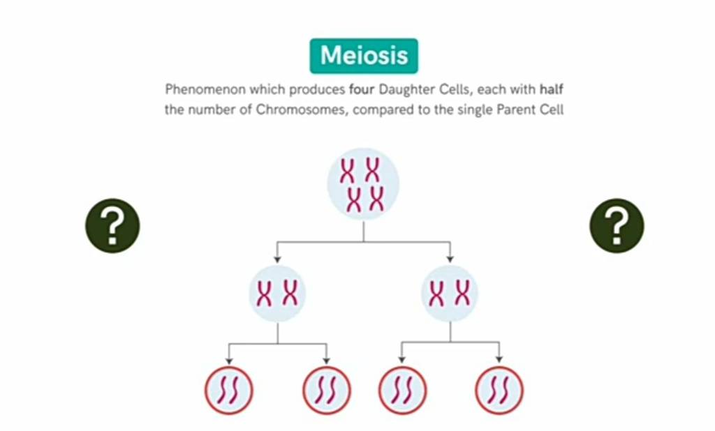 MeiosisPhenomenon which produces four Daughter Cells, each with half t