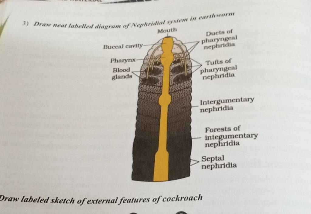 3) Draw neat labelled diagram of Nephridial syssem in earthworm Buccal ca..