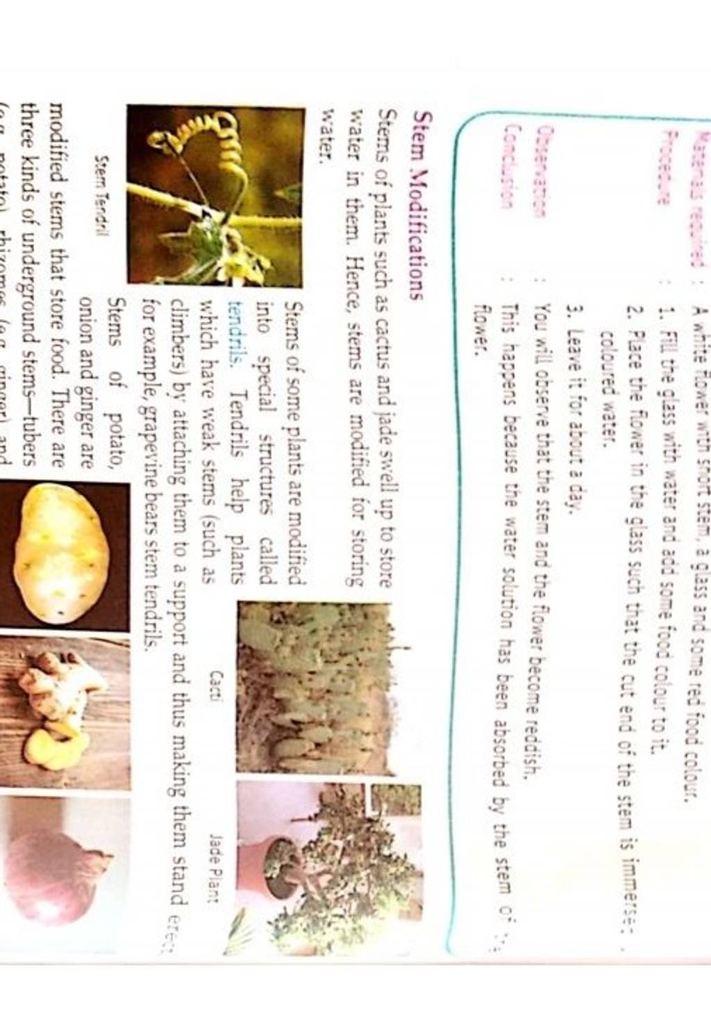 Stem Modifications Stems of plants such as cactus and jade swell up to st..