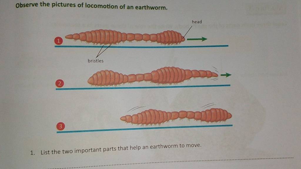 observe-the-pictures-of-locomotion-of-an-earthworm-1-list-the-two-impor