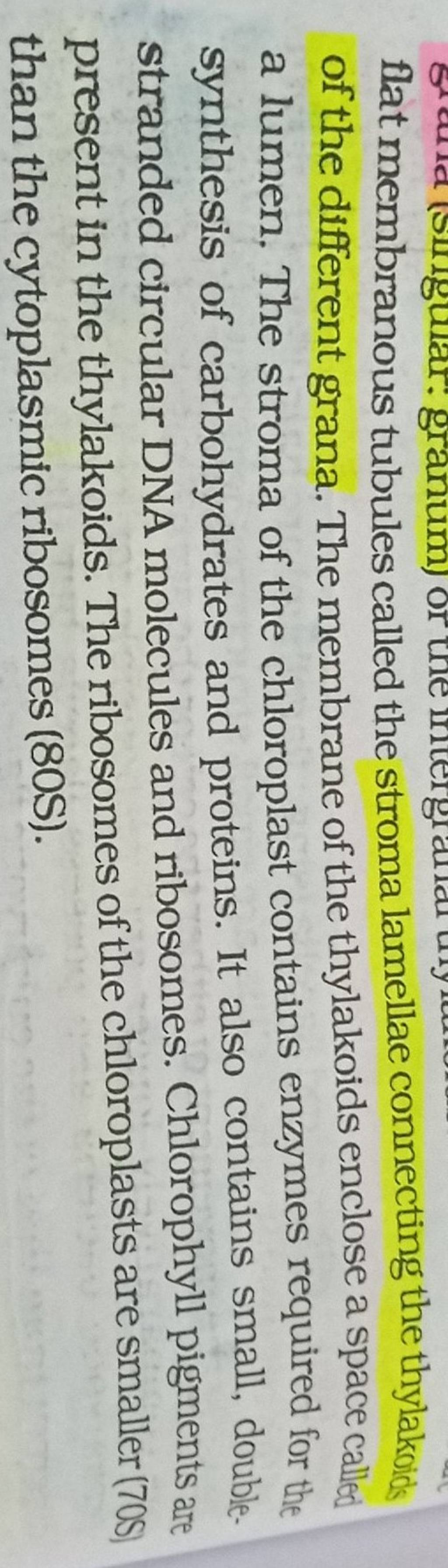 flat membranous tubules called the stroma lamellae connecting the thylako..