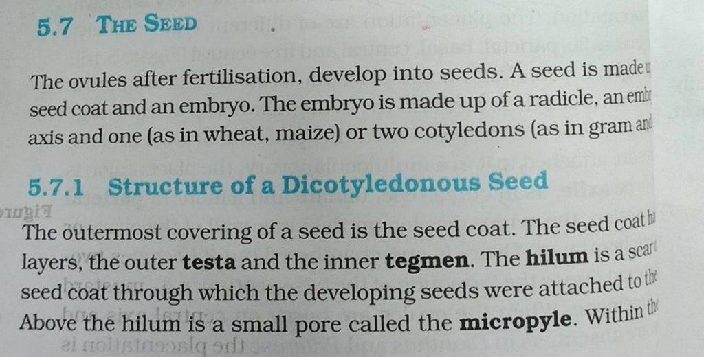 5.7 THE SEED
The ovules after fertilisation, develop into seeds. A see