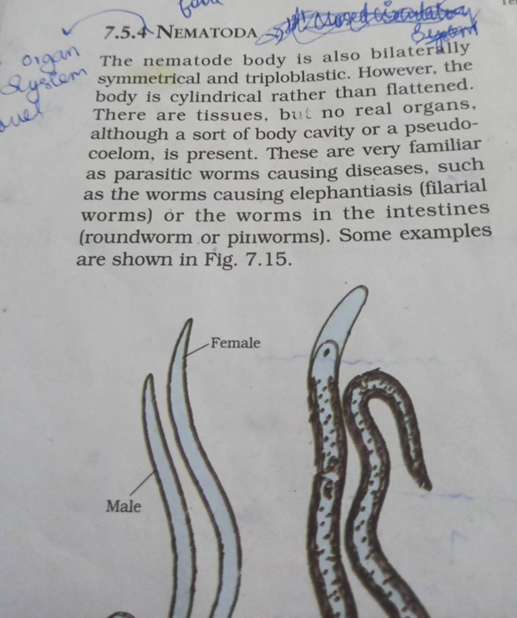 organ The nematode body is also bilaterdily symmetrical and triploblastic..