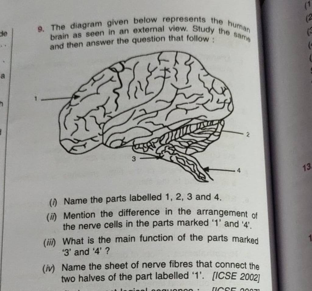 The Diagram Given Below Represents The Human Brain As Seen In An External