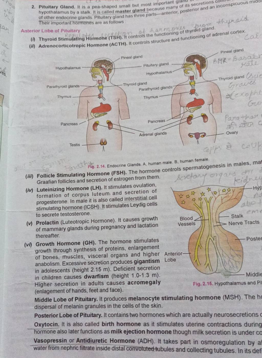 Pituitary Gland It Is A Pea Shaped Small But Most Important Glan Its Sec 3823