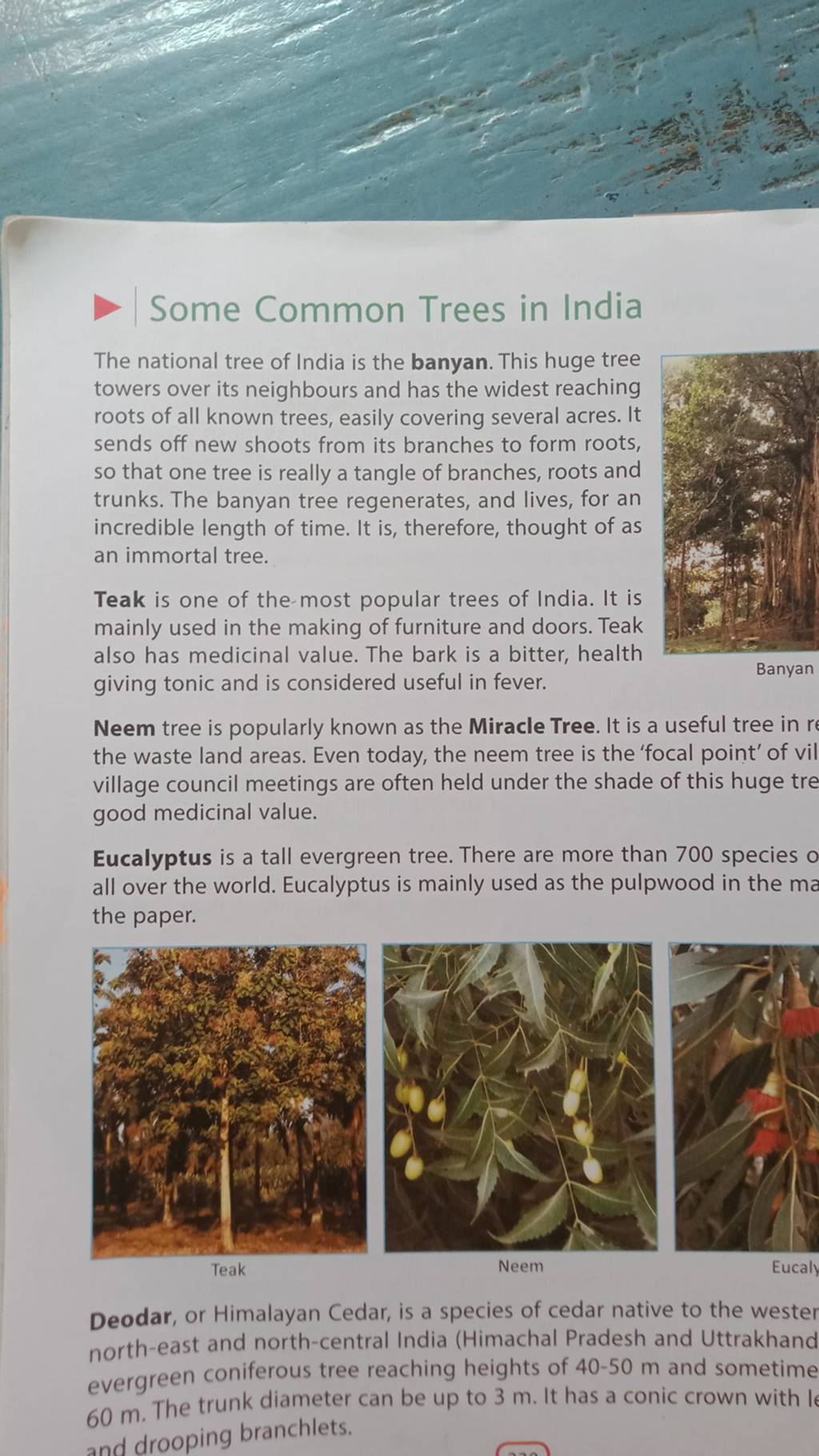 Some Common Trees In India The National Tree Of India Is The Banyan This 