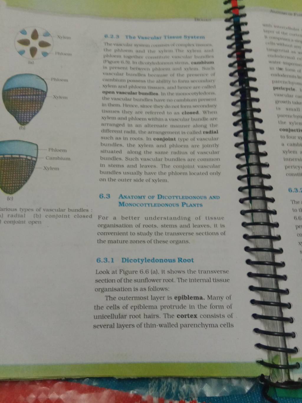 Earious types of vascular bundles: =) radial (b) conjoint closed conjoint..