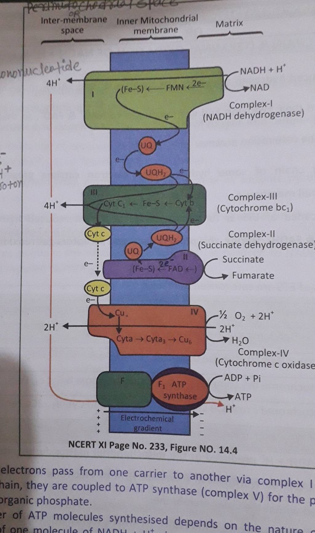 Inter-membrane Inner Mitochondrial space membrane electrons pass from one..