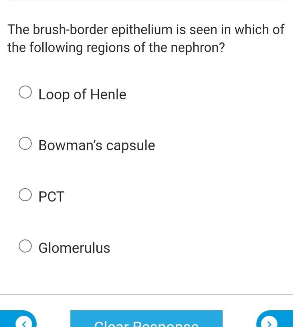 The brushborder epithelium is seen in which of the following regions of