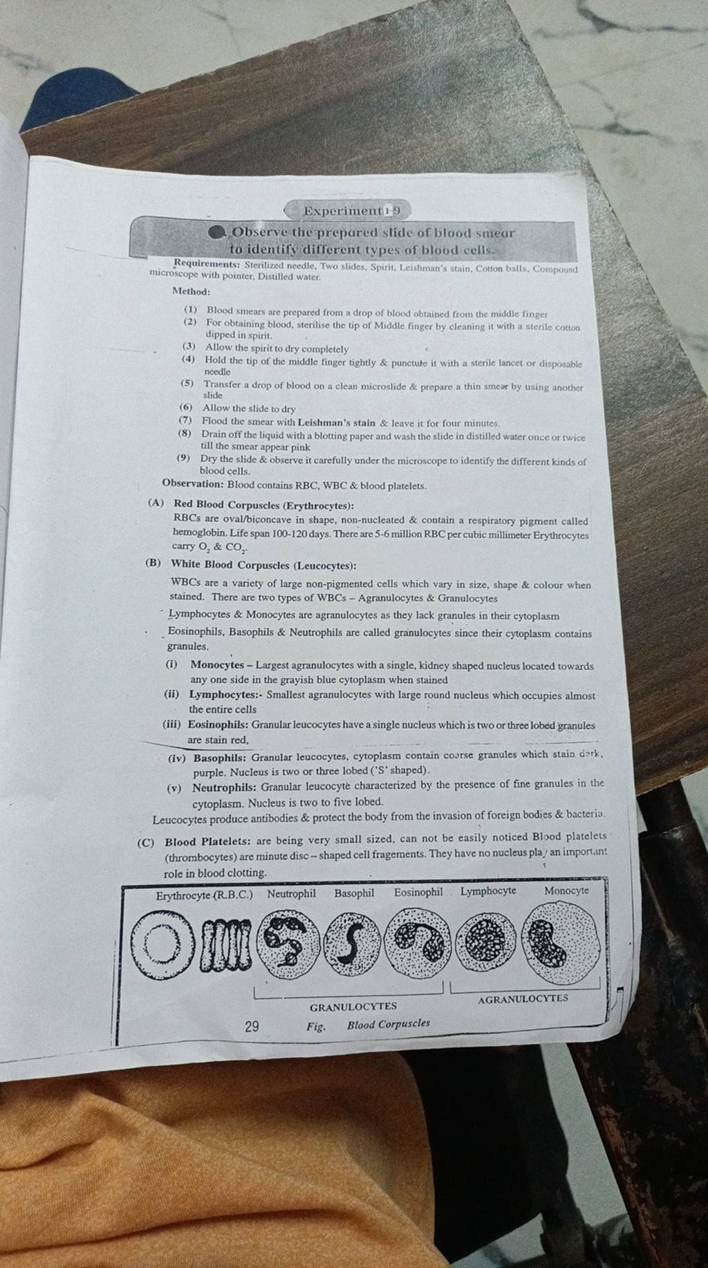 Observe the prepared slide of blood smear to identify different types of