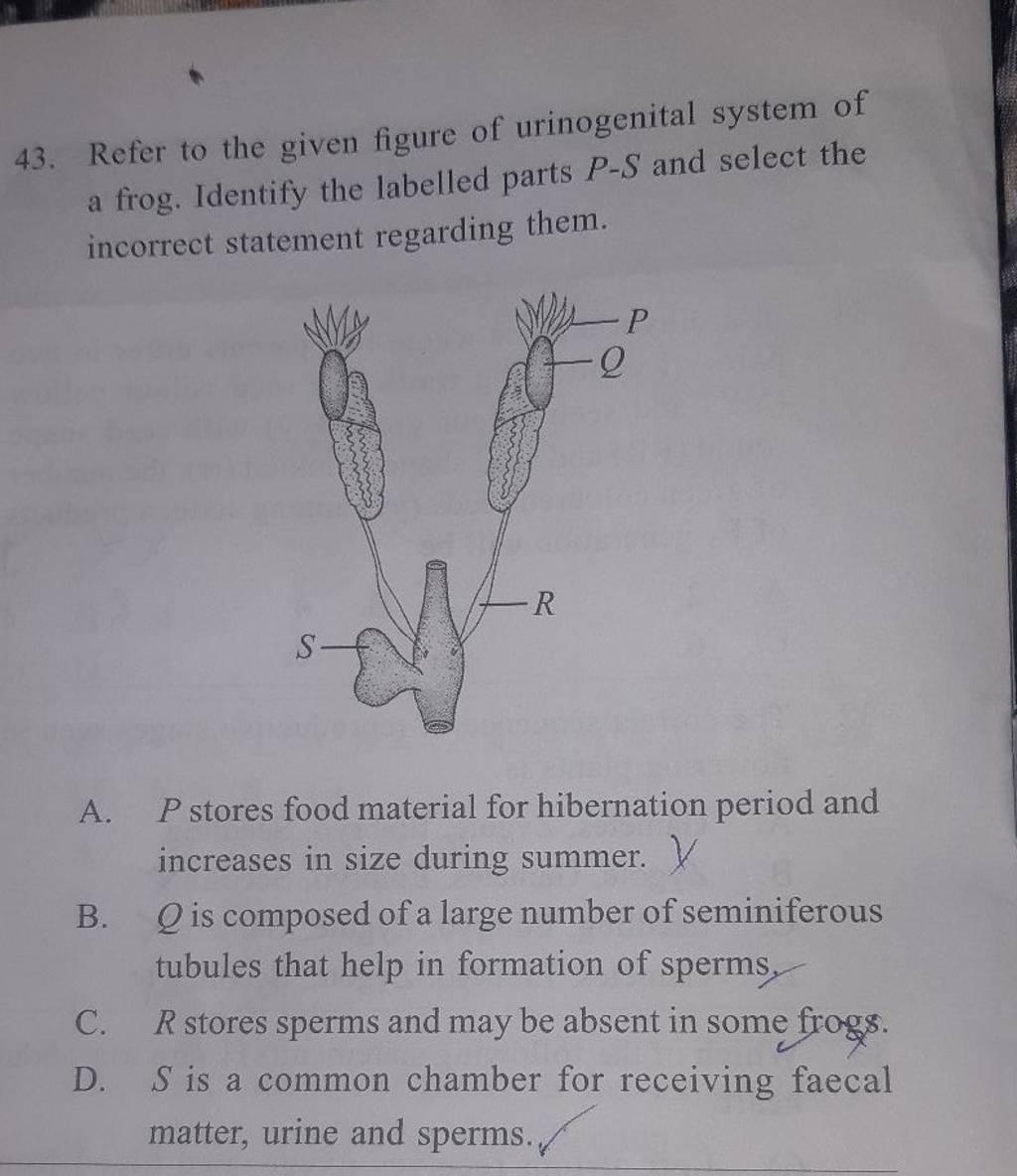 Refer To The Given Figure Of Urinogenital System Of A Frog Identify The