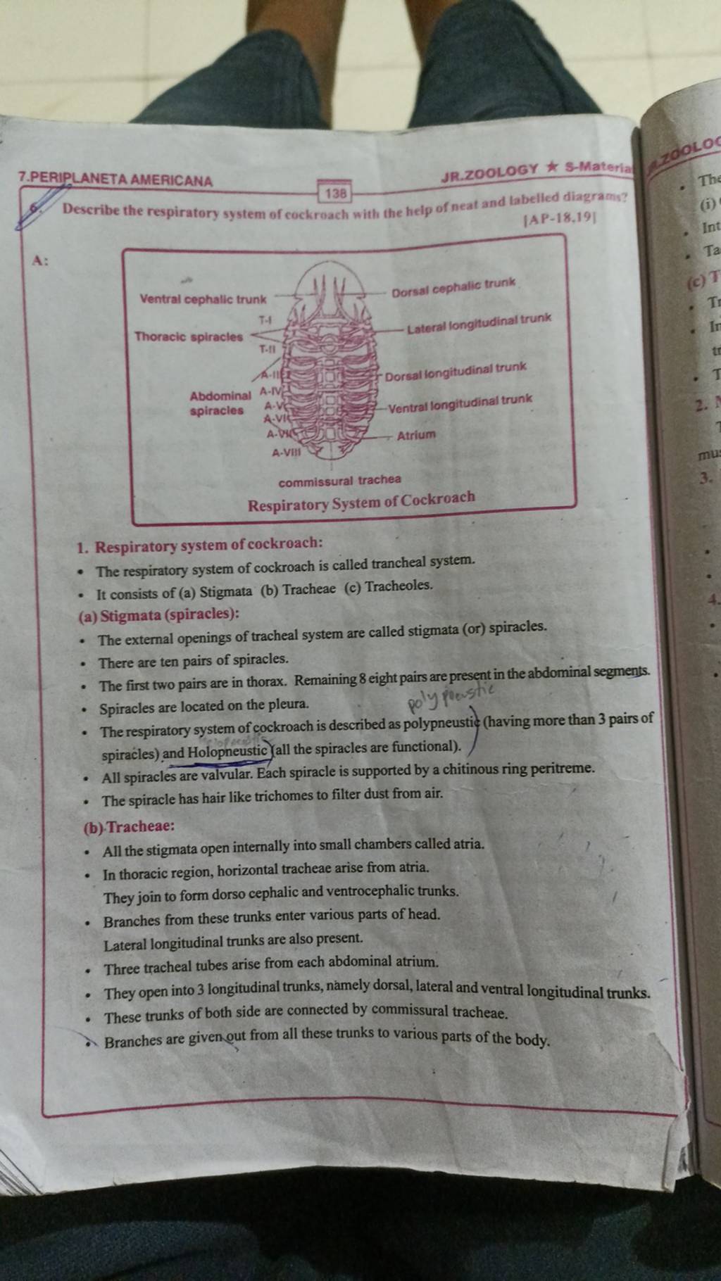 describe-the-respiratory-system-of-cockroach-with-the-help-of-neat-and-la