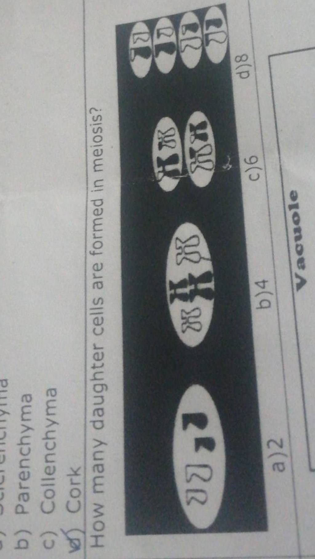 how-many-daughter-cells-are-formed-in-meiosis-filo