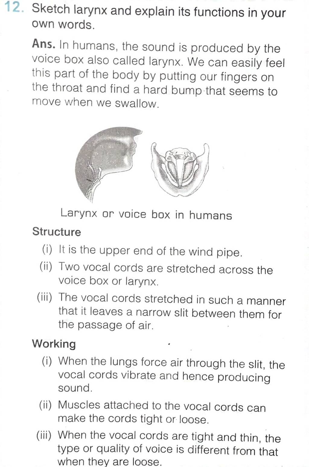 Larynx | Basicmedical Key