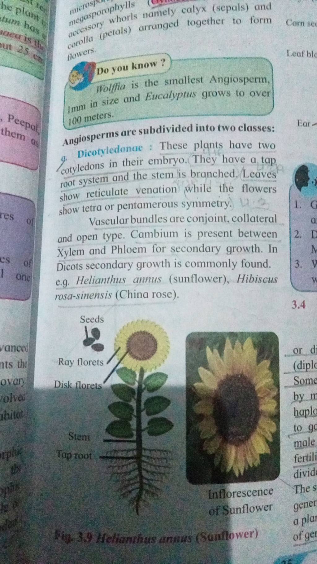 megasporophy namely calyx (sepals) and accessory (petals) arranged tog