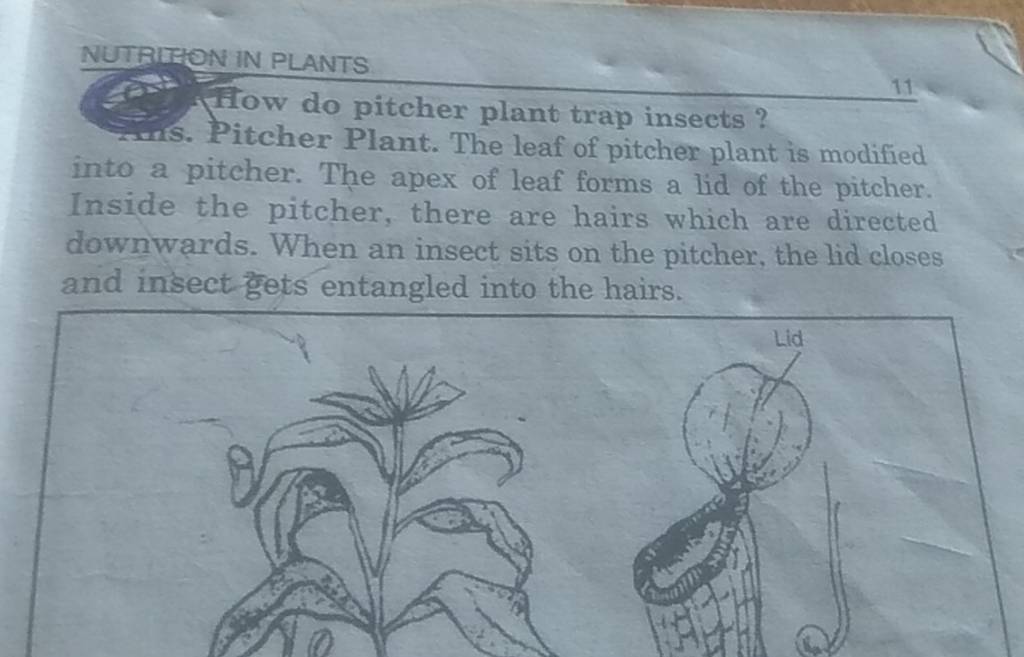 NUTRITFON IN PLANTS Fु How do pitcher plant trap insects? 11 Sitcher Plan..