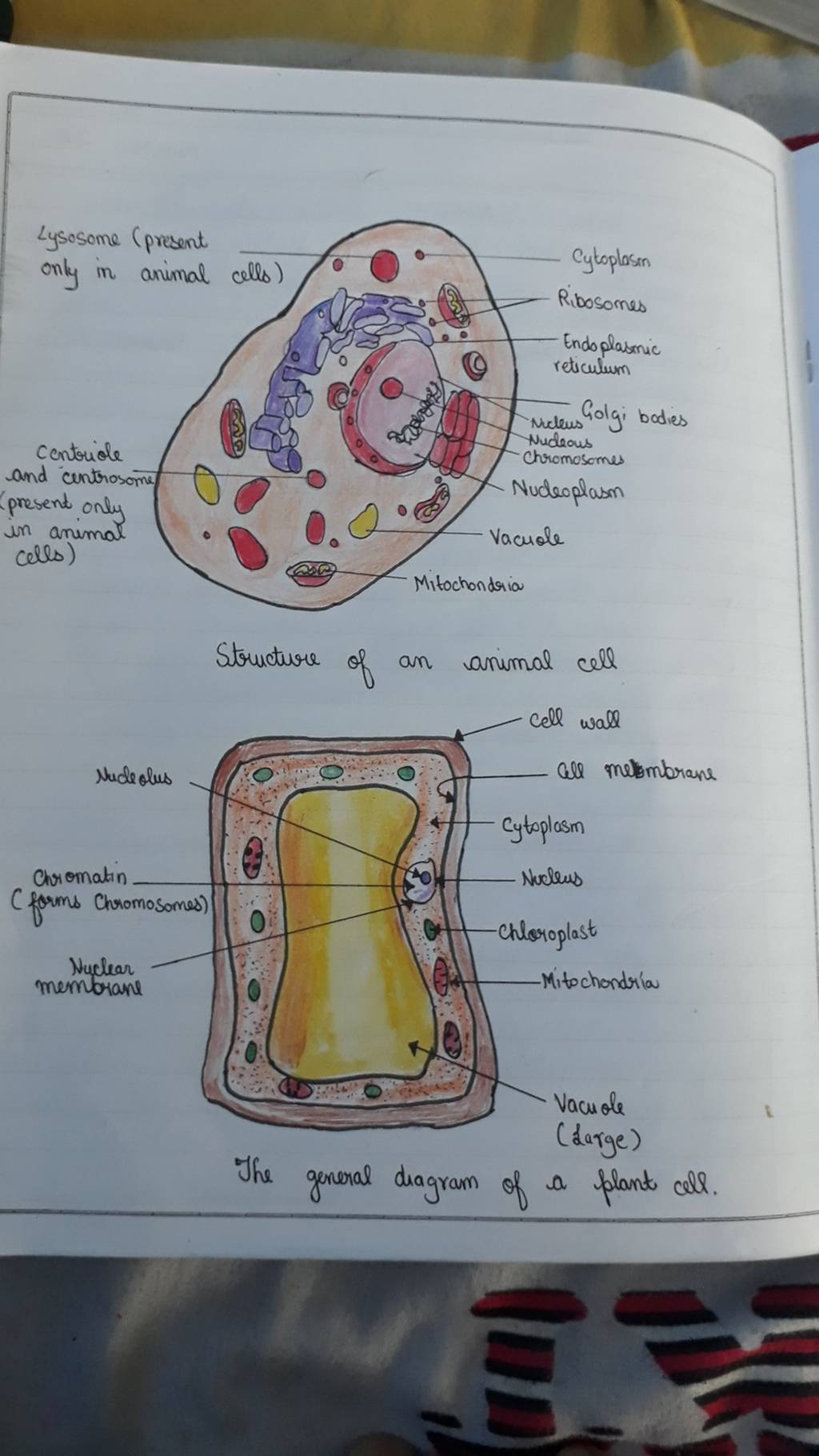 Structure of an animal cell The general diagram of a plant cell. | Filo