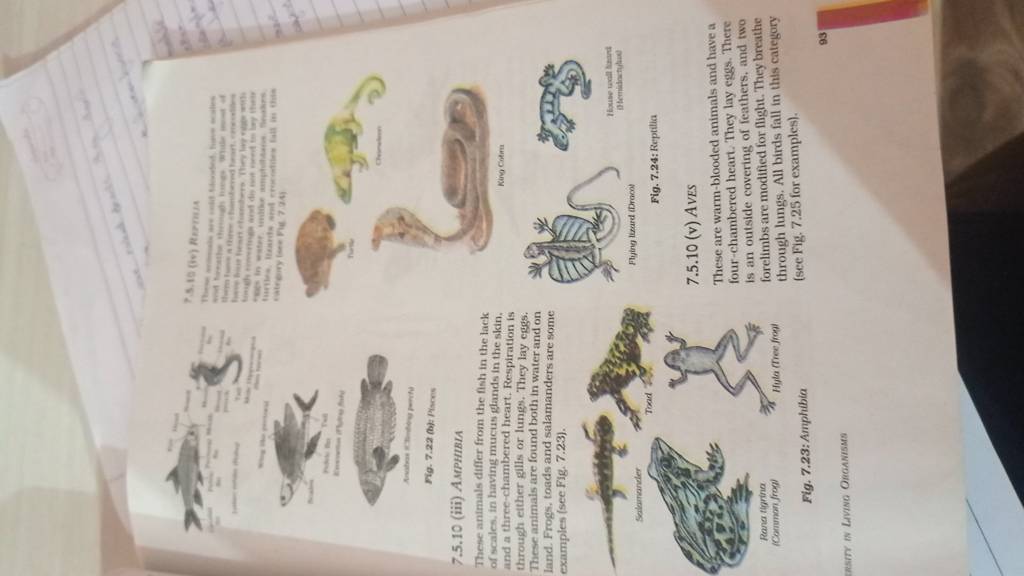 Fig. (b): Pisces (iii) AMPHIBIA These animals differ from the.. Fig. (b): Pisces (iii) AMPHIBIA These animals differ from the..