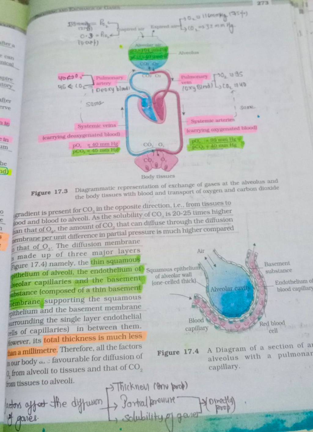 Figure 17.3 Diagrammatic Representation Of Exchange Of Gases At The Alveo..