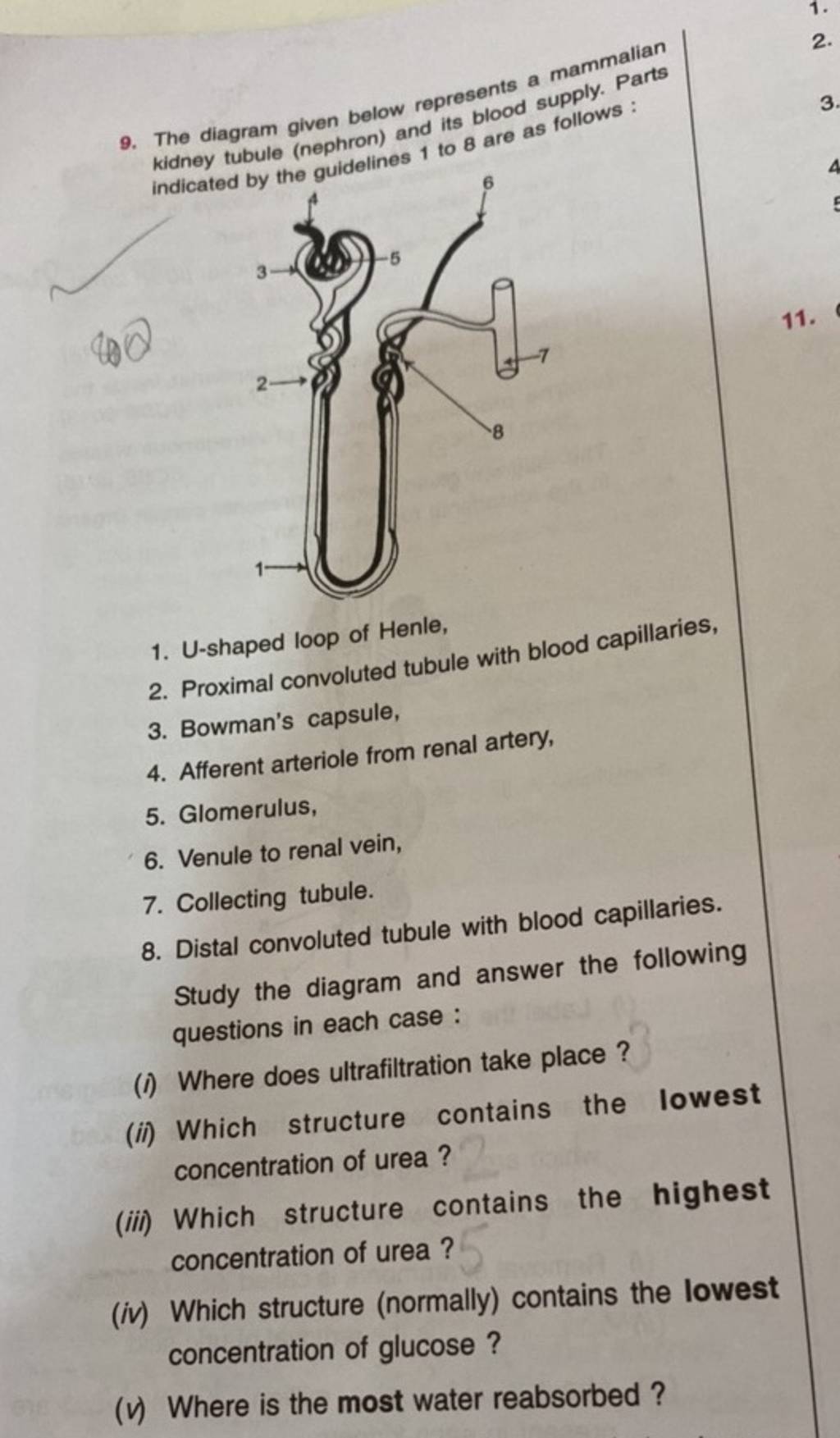 The diagram given below represents a mammalian kidney tubule (nephron) an..