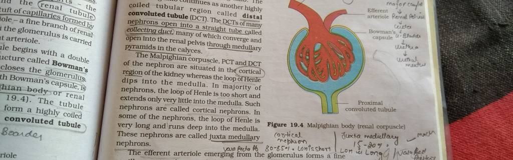 coiled-tubular-region-called-distal-convoluted-tubule-dct-the-dcts-of