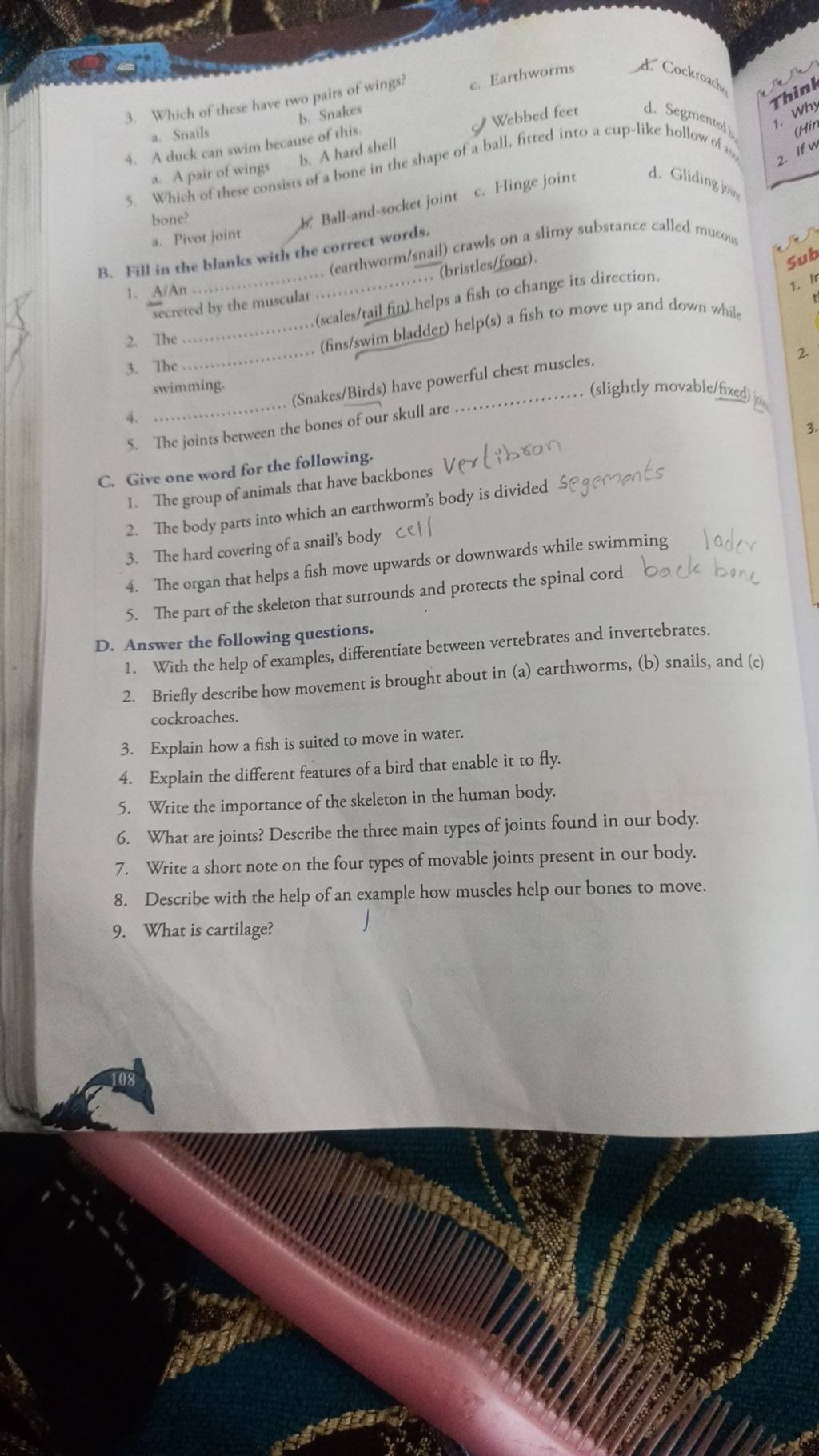 (scales/tail fio). helps a fish to change its direction. Filo