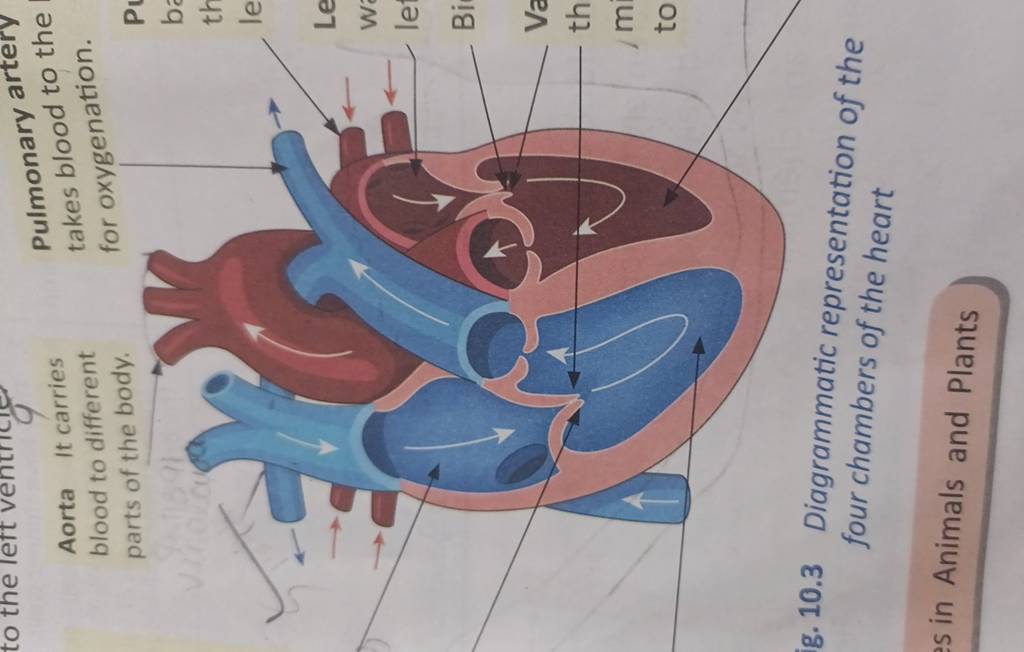 Aorta It carries Pulmonary artery blood to different takes blood to the p..