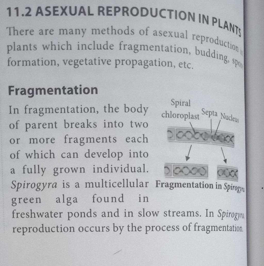 11.2 ASEXUAL REPRODUCTION IN PLANIS There are many methods of asexual rep..