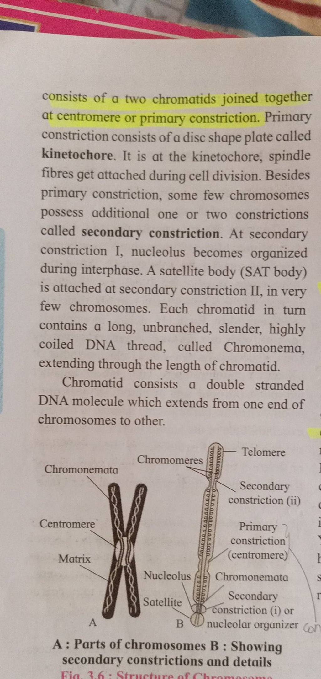 consists of a two chromatids joined together at centromere or primary 