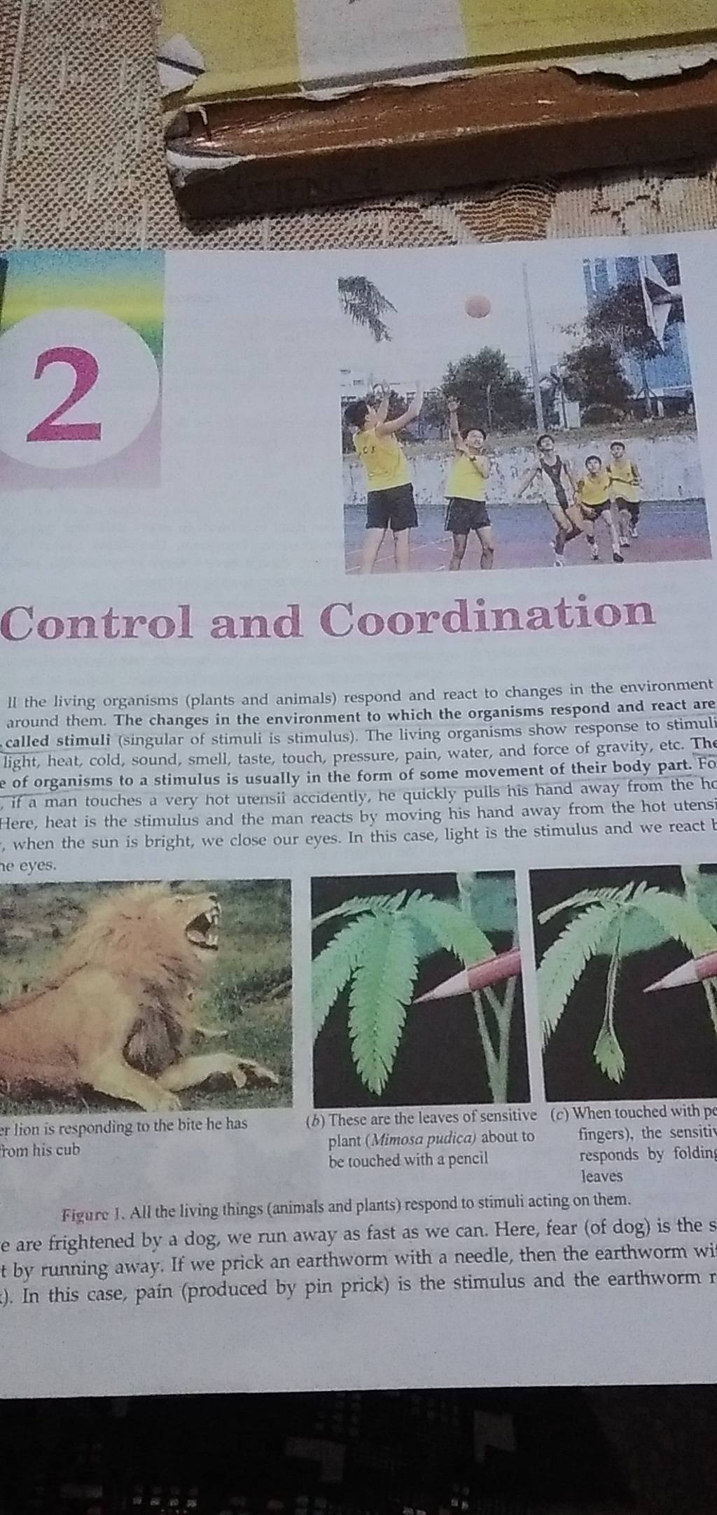 II the living organisms (plants and animals) respond and react to changes..