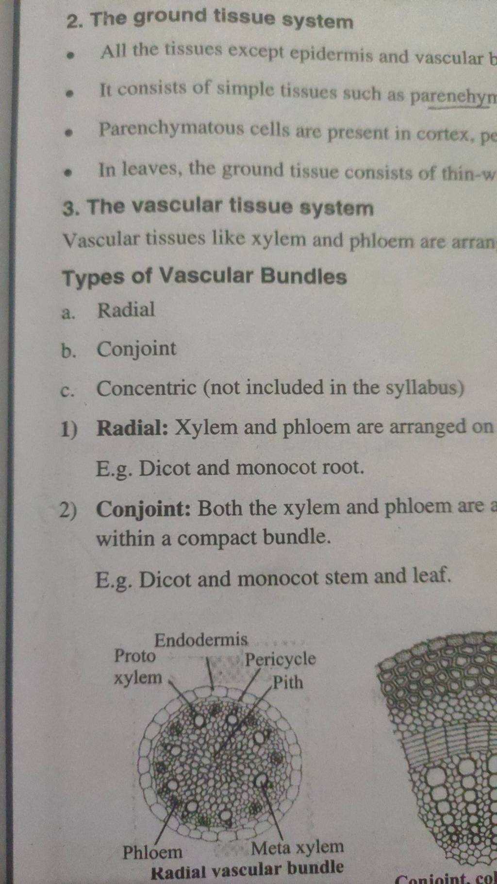 Ground Tissue