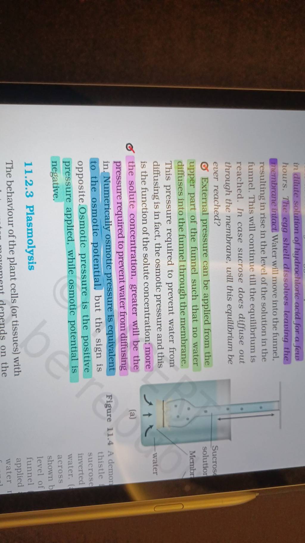 in dilute solution of hydrochloric acid for a few hours. The egg shell di..