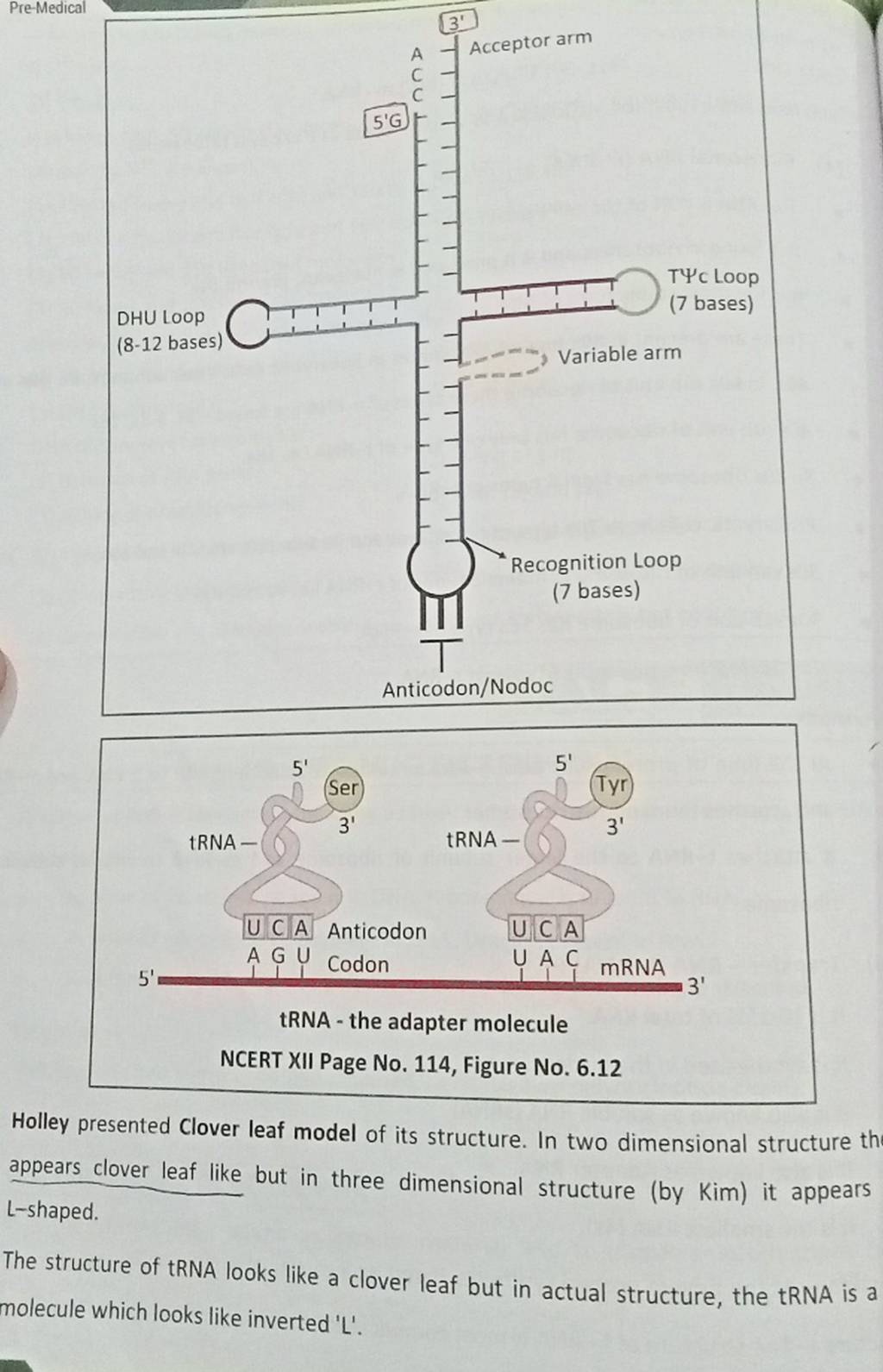 PreMedical tRNA the adapter molecule NCERT XII Page No. 114, Figure No..