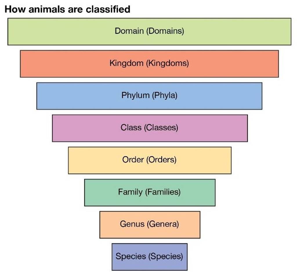 How animals are classified Domain (Domains) Kingdom (Kingdoms) Phylum (Ph..