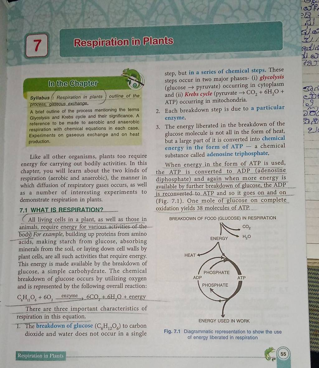 7 Respiration in Plants steps occur in two major phases(i) glycolysis (g..