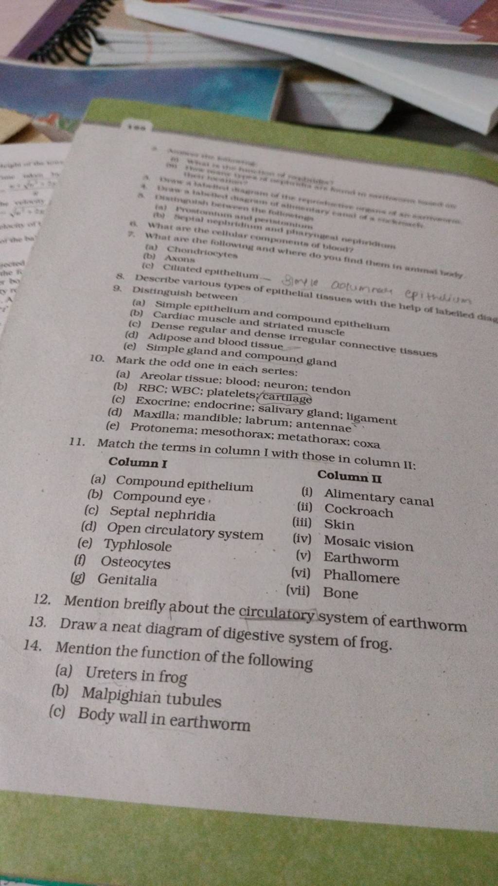 13 draw a neat diagram of digestive system of frog filo